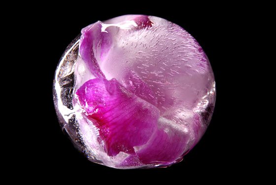 Iceorchid