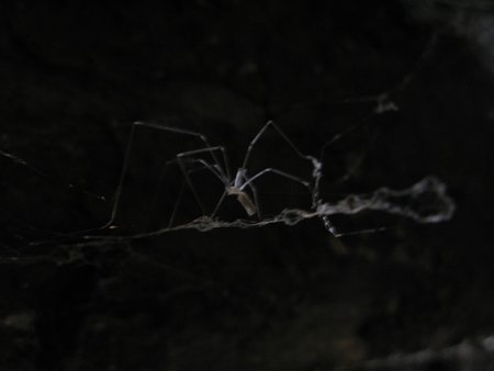 Spider giraud cellar2s