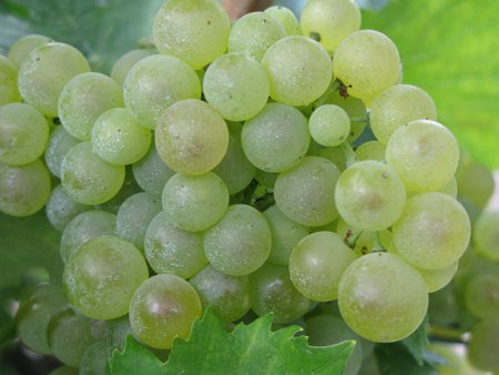 Grapes closeup at Hennessy small