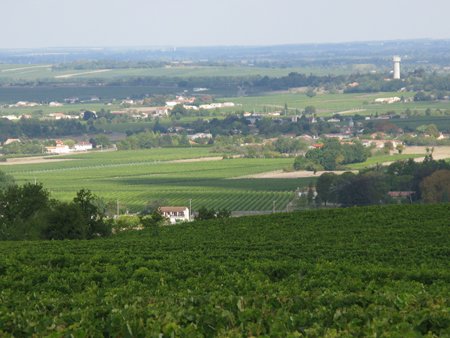 Hennessy vineyard8s