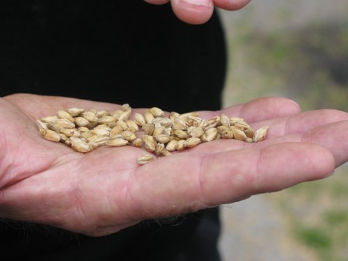 Malted barley jura distillerys