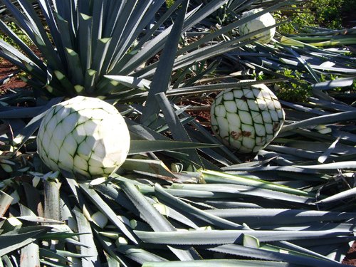 Leftover vegetal matter at don julio