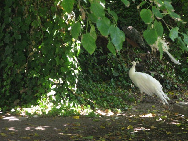 Harveys bodega albino peacock_tn