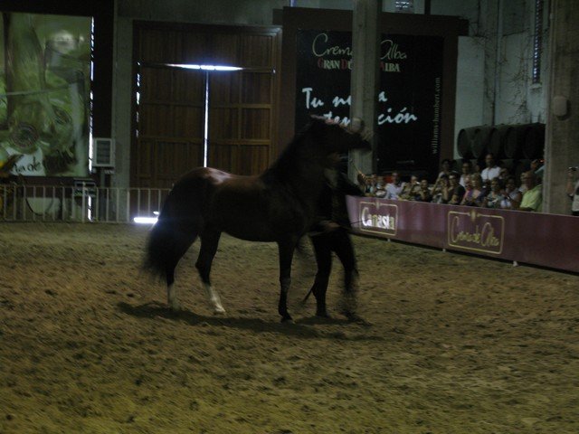 Bodegas williams and humbert horse show5_tn