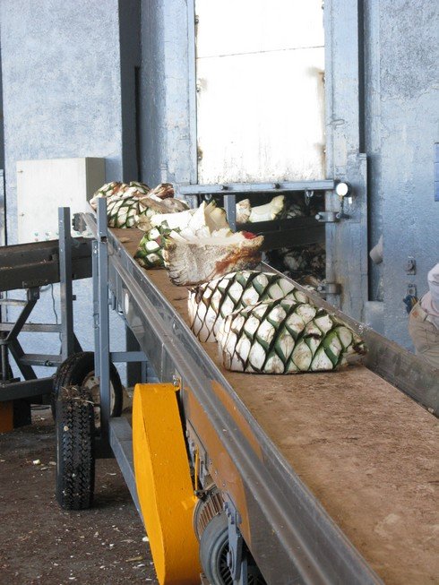 Olmeca altos agave ovens2_tn