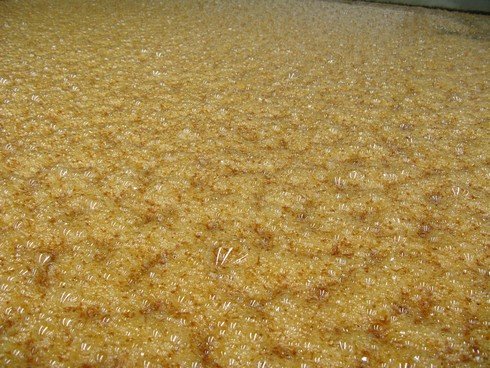 Fermenting agave tequila olmeca altos_tn