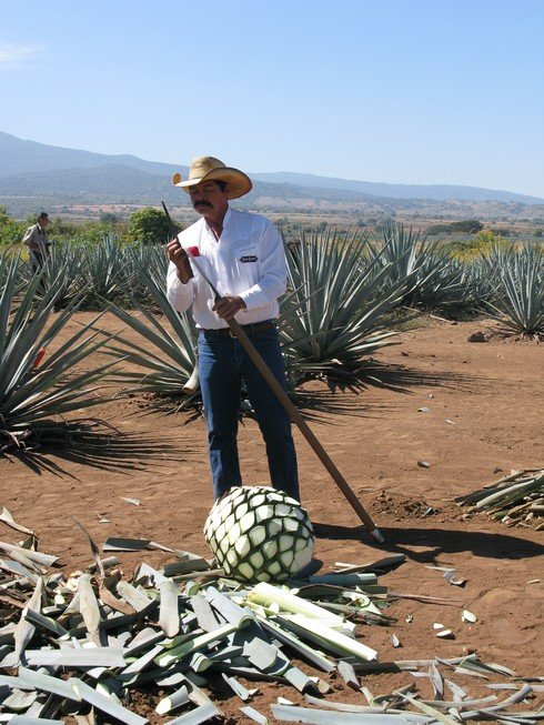 Sharpening coa tequila jose cuervo agave fields_tn