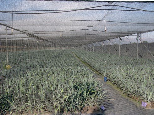 Tequila sauza agave nursery2_tn