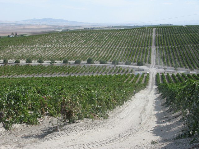 Harveys vineyard 2_tn