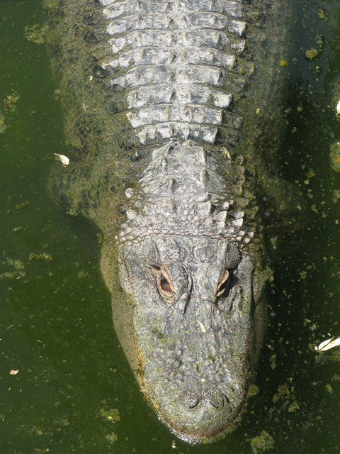 Harveys bodega alligator 3_tn