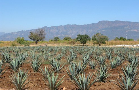 Tequila jose cuervo agave fields2_tn