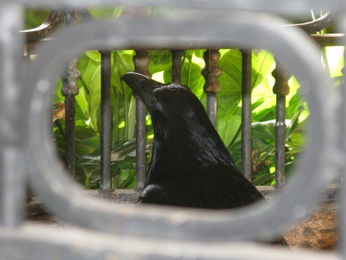 Crow in cage tequila jose cuervo distillery_tn