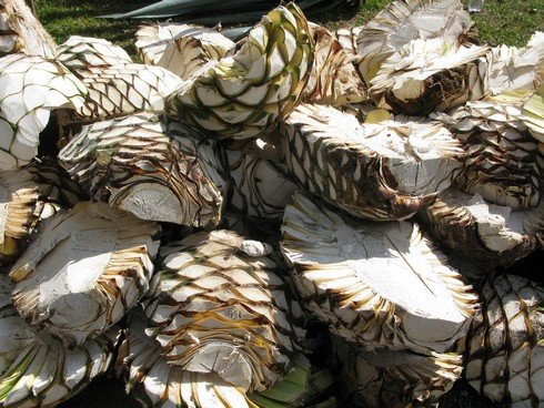 Stacks of agave tequila herradura distillery_tn