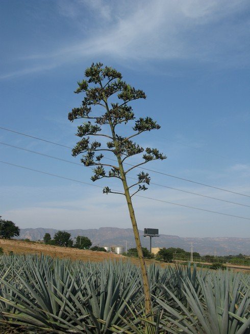 Sprouted agave tequila sauza agave nursery_tn