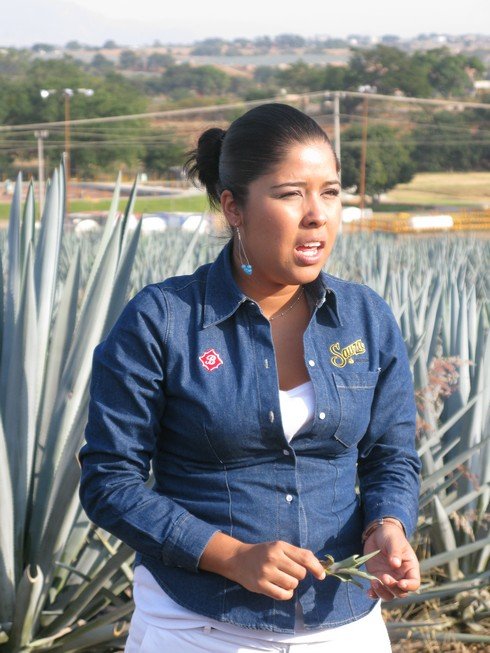 Talk about sprouting sprouted agave tequila sauza agave nursery2_tn