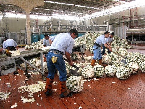 Cutting agave tequila don julio distillery_tn