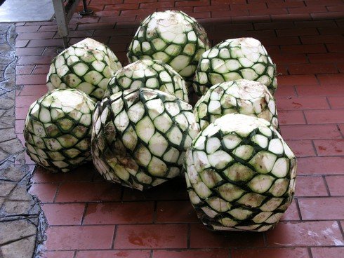 Agave pinas tequila don julio distillery_tn