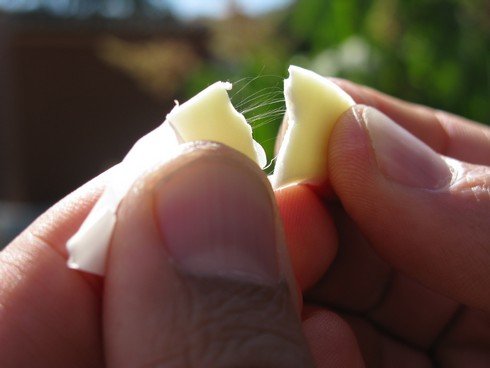 Agave fibers1 Casa Noble_tn