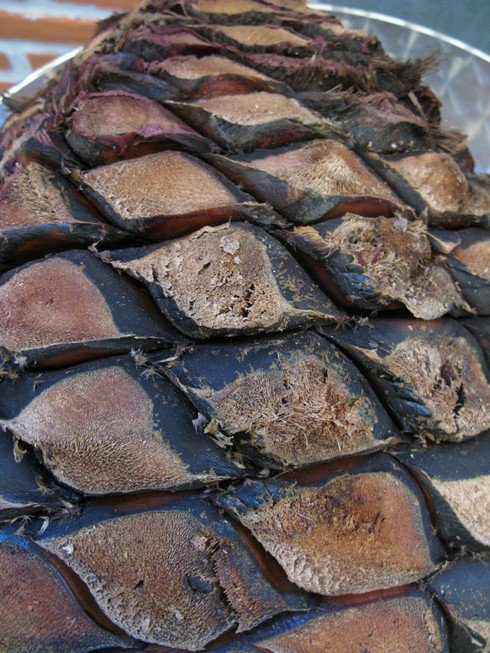 Baked agave Casa Noble distillery2_tn
