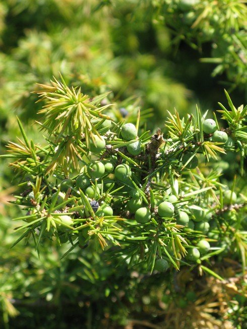 Bush closerup 4 Tuscany Juniper Harvest with Bombay Sapphire_tn