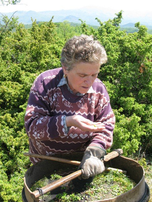 Inspecting Tuscany Juniper Picking with Bombay Sapphire_tn
