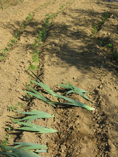 Replanted iris Orris Root Harvest Tuscany with Bombay Sapphire_tn