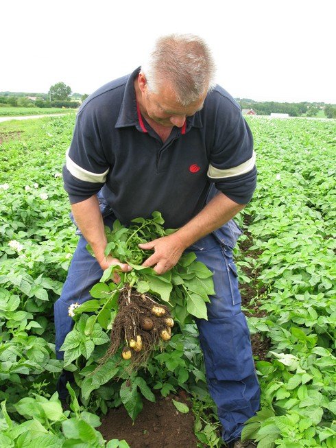 Potato clump3_tn