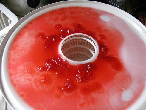 Dry campari dehydrator1_tn