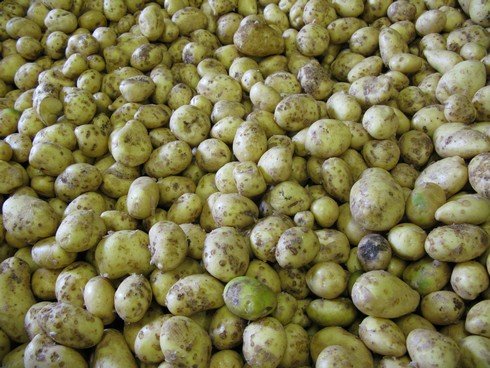 Potatoes closeup2_tn