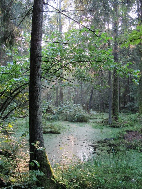 Carriage ride into bialowieza forest poland38_tn