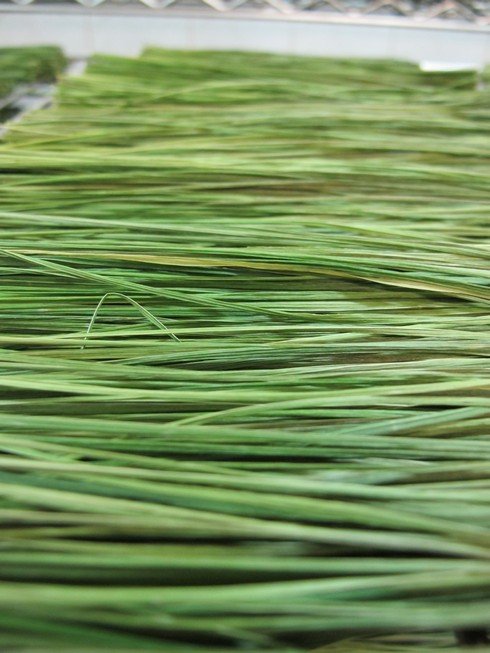 Drying bison grass polmos bialystok distillery5_tn