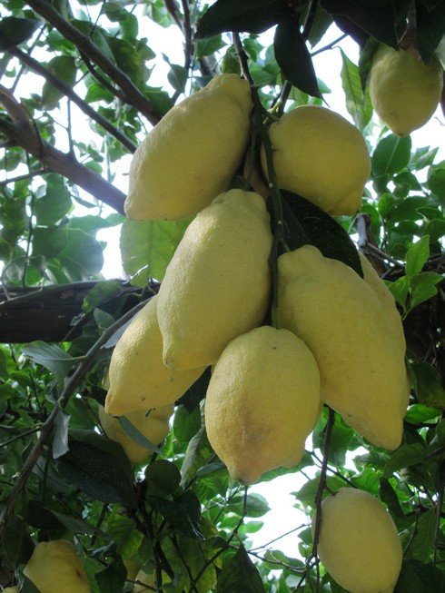 Amalfi coast lemon tour lemon bunch_tn