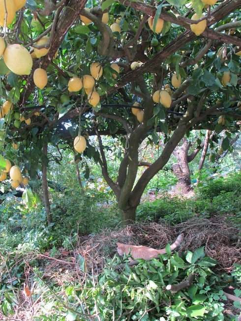 Amalfi coast lemon tour lemon trees3_tn