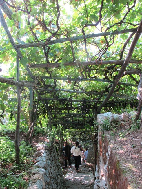 Amalfi coast lemon tour steep stairs_tn