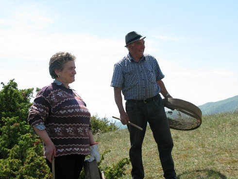 Tuscany Juniper Picking with Bombay Sapphire harvesters2_tn