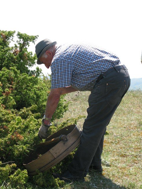 Tuscany Juniper Picking with Bombay Sapphire wacking bush_tn