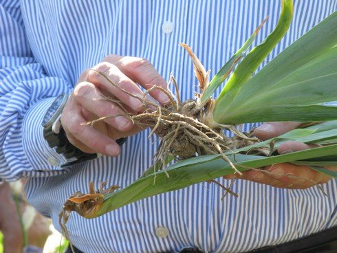Ivano hold roots Orris Root Harvest Tuscany with Bombay Sapphire_tn