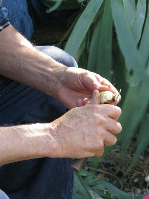 Peeling closeup Orris Root Harvest Tuscany with Bombay Sapphire_tn