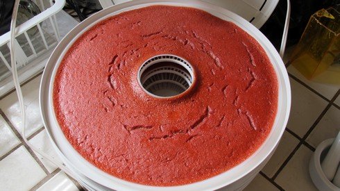 Fruit roll in dehydrator thick_tn