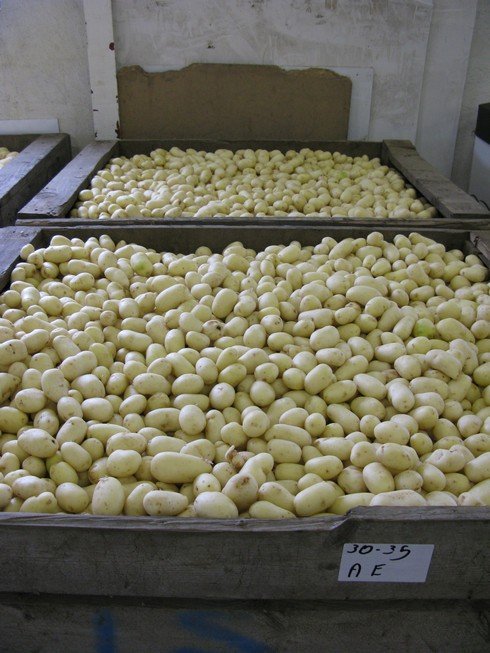 Clean potatoes_tn