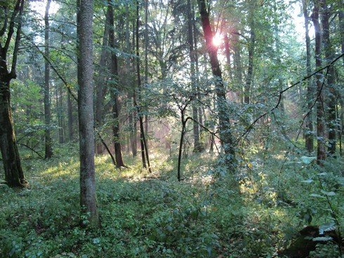 Carriage ride into bialowieza forest poland9_tn