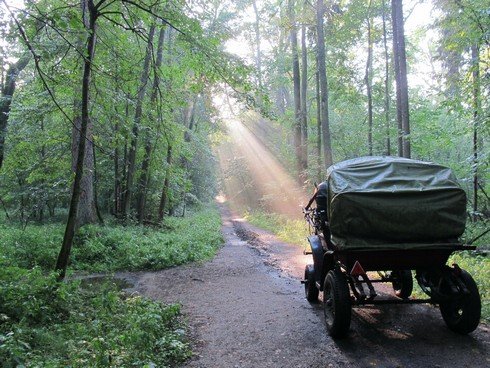 Carriage ride into bialowieza forest poland25_tn