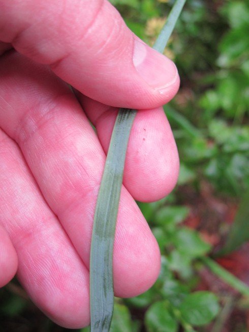 Bison grass bialowieza poland silver bottom_tn