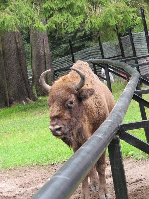 Bison reserve6_tn