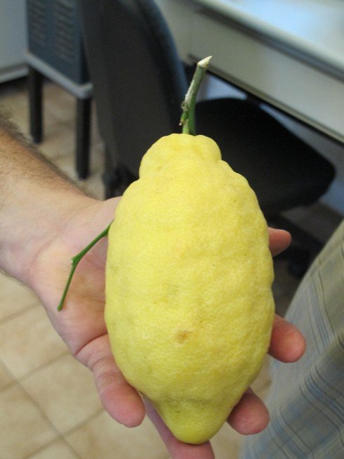 Lemon pallini distillery2_tn