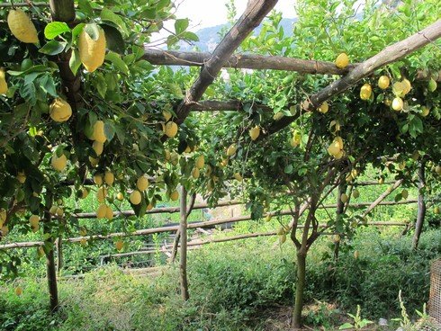 Amalfi coast lemon tour trellice3_tn