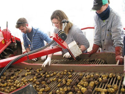 Sorting potatoes in truck4_tn