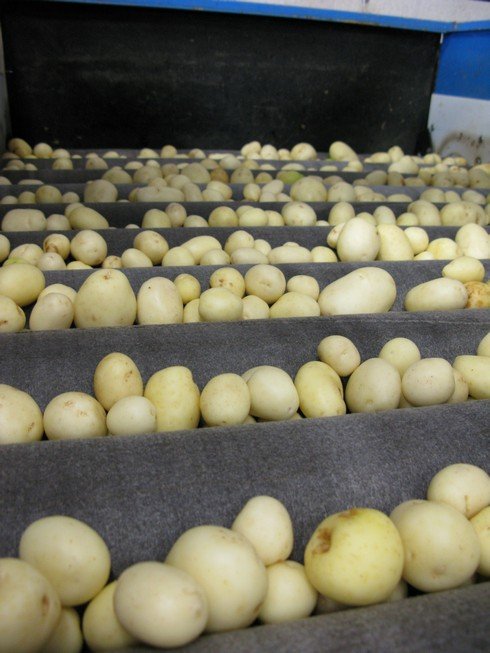 Potato washing facility_tn