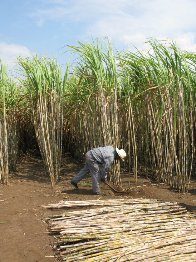 Zacapa sugar cane field harvest demo