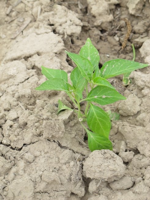 Newly planted tabasco peppers2_tn
